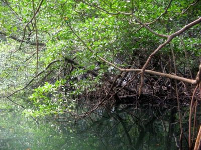 Parque Nacional Los Haïtises  Samaná